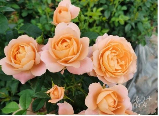 浪漫經濟升溫 七夕鮮花銷售激增，凌晨下單成熱潮